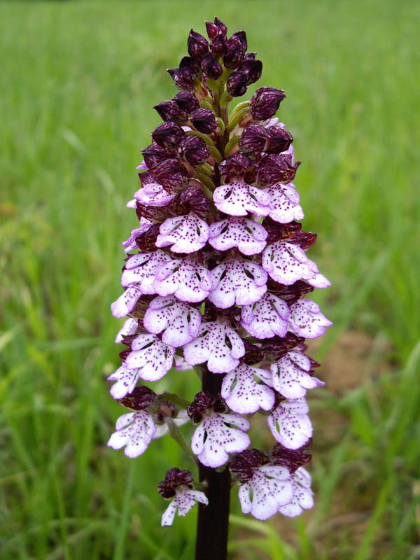 Orchis purpurea